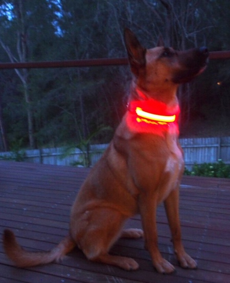 Glowing Dog Collar