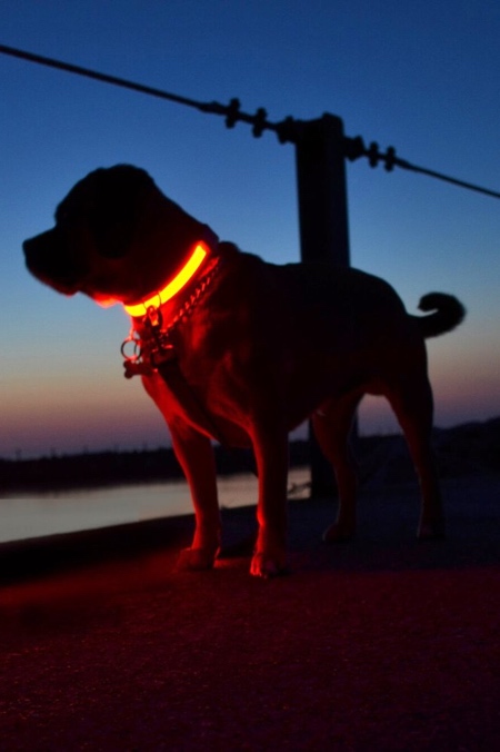 Illuminated Pet Collar