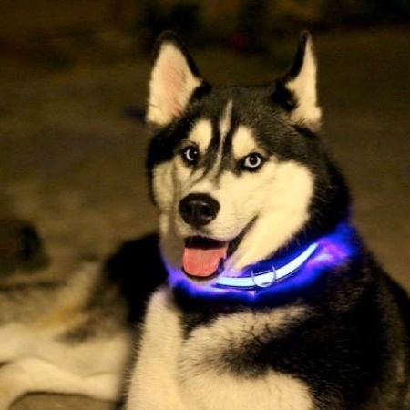 Glowing Pet Collar