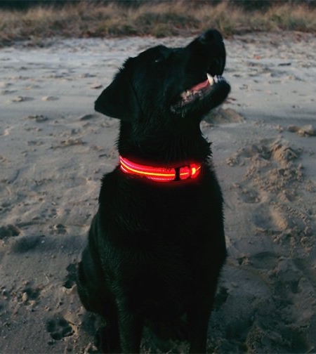 HALO LED DOG COLLAR