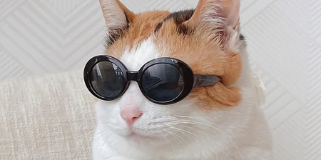 Cat Sunglasses