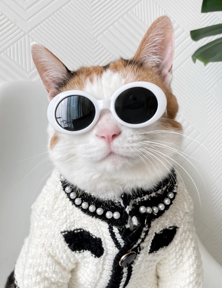 Cool Cat Wearing Sunglasses by Kelly Bowden-tuongthan.vn
