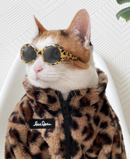 Sunglasses for Cats