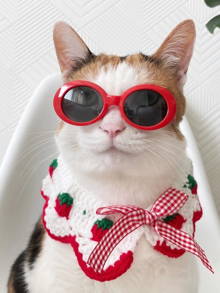 Sunglasses for Cat