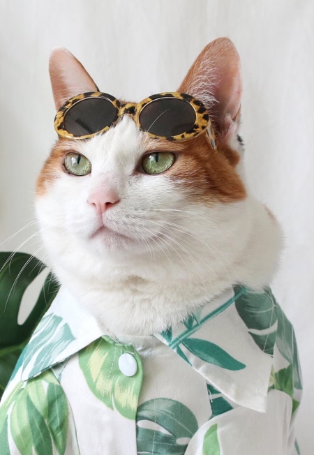 A cute cat wearing sunglasses lying on a float in swimming pool. Generative  AI 24843942 Stock Photo at Vecteezy