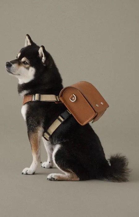 School Backpack for your Dog