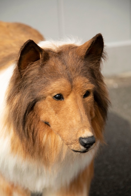 Human Dog Costume