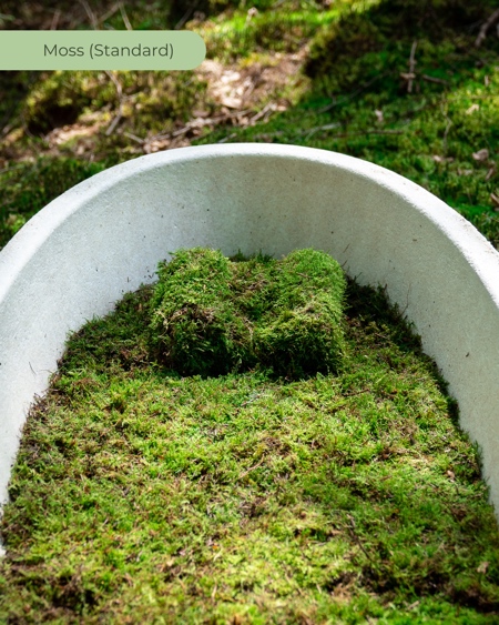 Mushrooms Coffin Mushrooms Coffin