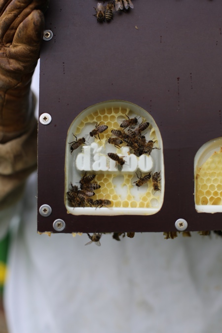 Darbo Honey Darbo Honey