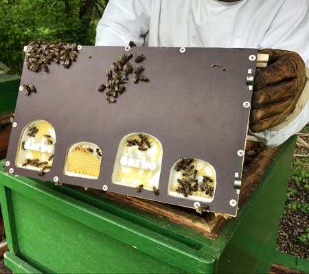 Darbo Signed by Bees Packaging Darbo Signed by Bees Packaging
