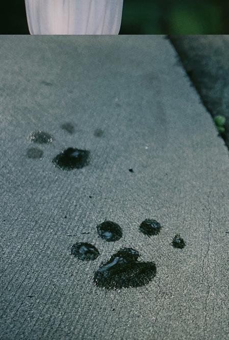 He Yue Paw Print Umbrella He Yue Paw Print Umbrella